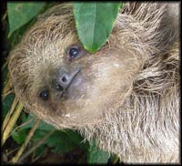Sloth