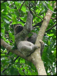 Sloth Hanging in Tree