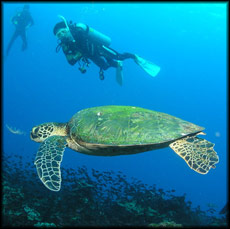 Underwater Diver and Turtle
