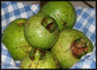 Cas (Costa Rican Guava)