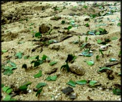 Leafcutter ants in Costa Rica