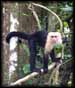 Capuchin Monkey