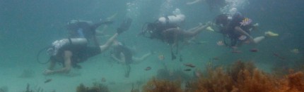 Scuba & Sea Turtle Adventure