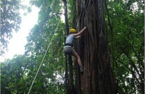 tree climb 1