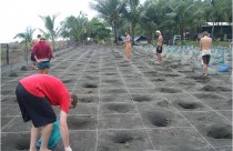 turtle cube walk