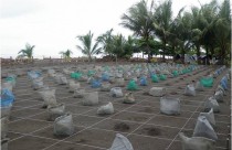 turtle cubes