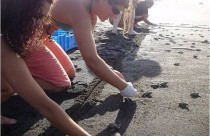 turtle watch