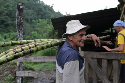 Don Hormidas carrying sugar cane.