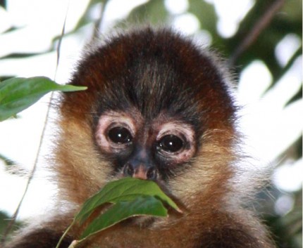 Monkey_4