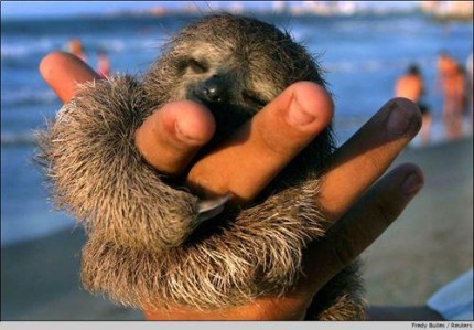 sloth