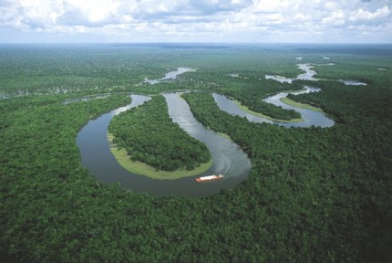 Rainforest