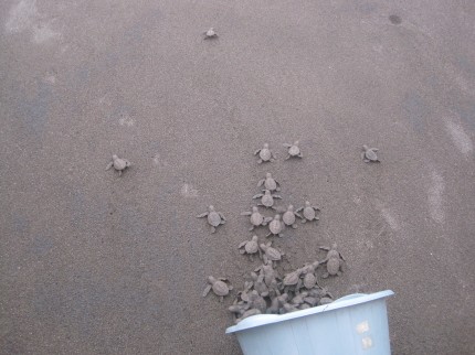 turtles